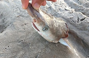 У побережья США обнаружили акул с ударной дозой кокаина в организме