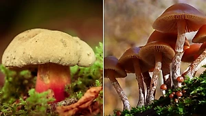 Памятка от Life.ru, как отличить съедобные грибы от поганок