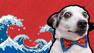 Не берите их на море: 6 пород собак, которые не умеют плавать