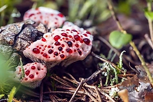 "Зуб дьявола" впервые нашли в России: как выглядит самый ядовитый гриб планеты