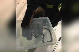 Петербурженка нашла змею на своём балконе, забившуюся в угол