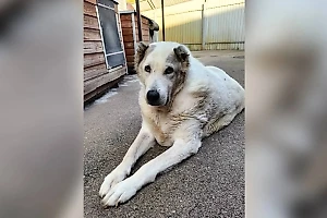 Похудевшему на 50 кг знаменитому псу Кругетсу ищут хозяев