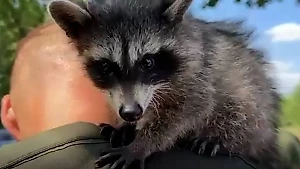 В подразделение ВДВ Армии России вступил енот по кличке Жулик