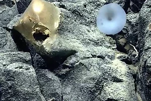 Найденный у берегов Аляски золотистый шар поставил учёных в тупик