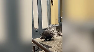 Дикобраз Ниф-Ниф сбежал из зоопарка и пустился в "тур" по Ленобласти