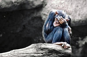 Онищенко предупредил человечество о главной угрозе, которую сулит обезьянья оспа