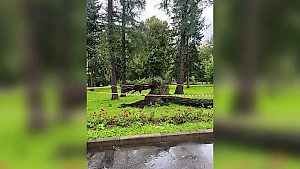 Рухнувшее дерево насмерть придавило мужчину за столом фуд-корта в Петербурге