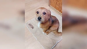 Погоня за кошкой чуть не оставила пёсика Филю из Москвы без глаза