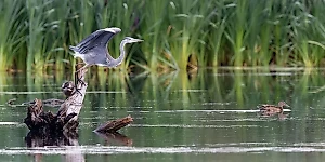 «Вымершая‎» серая цапля прилетела в Москву