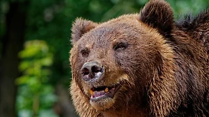 Названа причина, заставившая приморского медведя-людоеда убить двух мужчин и 35 собак