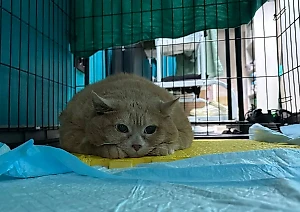 Кот-толстяк Крошик из Перми сбросил ещё пару лишних кило