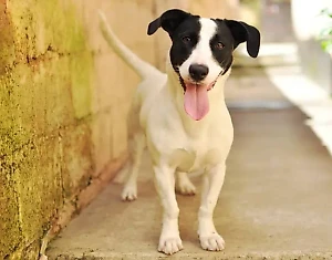 Названы самые популярные литературные клички для собак