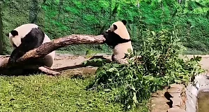 Панда Катюша хулиганит в Московском зоопарке