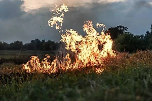 Лесной пожар после падения БПЛА под Ростовом локализован на площади 215 га