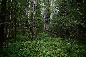 92-летнего дедушку спасли после пяти дней выживания на дне оврага в кубанском лесу