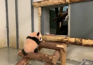 Крошка-панда Катюша застряла на лестнице из брёвен, пока мама Диндин спокойно грызла бамбук