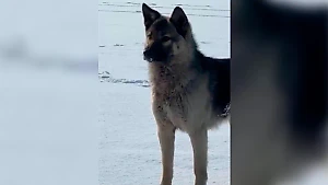 Под Находкой пёс три недели прождал хозяина на льдине, но он так и не пришёл