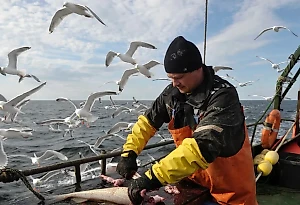 В Британии забили тревогу из-за запрета по Баренцеву морю