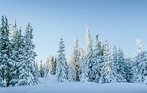 Что могло пойти не так? Двое темнокожих пытались скрыться от полиции в заснеженном русском лесу