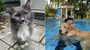 10 старых питомцев своим видом доказали: возраст милоте не помеха 