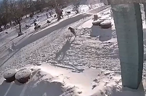 Стая разъярённых собак набросилась на 8-летнего школьника в Омске