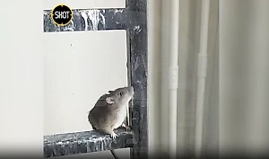 Полчища крыс держат в страхе жильцов многоэтажки в Подмосковье