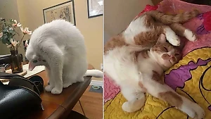 10 заглючивших котов, глядя на которых невозможно сдержать улыбку