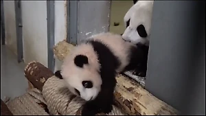 Панда Катюша выразила грозный протест маме Диндин, упорно пытавшейся затащить её с прогулки