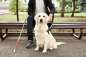 В Красноярске инвалиду по зрению отказались готовить шаурму из-за собаки-поводыря