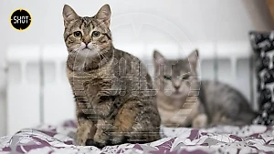 Чудом избежавшие смерти кошки экс-жены Ефремова сейчас живут в питомнике