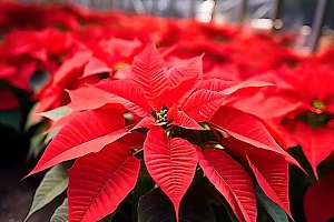 В Москве годовалый малыш чуть не умер после знакомства с комнатным цветком