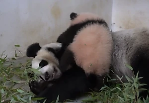 В Московском зоопарке показали, как малышка-панда будит свою маму