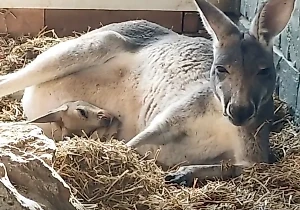 В крымском зоопарке кенгурёнок впервые показался из сумки матери в канун Рождества