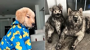 Миллион из десяти!: 10 пёселей, которым нет конкурентов в милоте