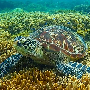 СК России по Новосибирской области возбудил уголовное дело в отношении мужчины, который во время охоты случайно застрелил женщину в лесу. Об этом сообщает пресс-служба ведомства в своём телеграм-канале.