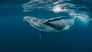 Всемирный день китов, день памяти Егора Летова, Вукол-телятник: Праздники и приметы 19 февраля