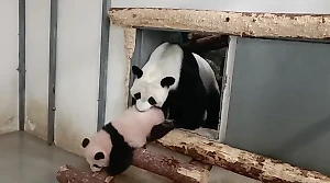 Диндин пыталась занести панду Катюшу в вольер, но та опять показала характер