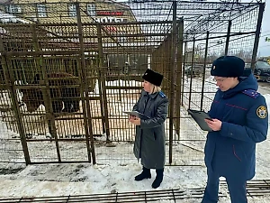 Под Смоленском медведь убил упавшего на его клетку рабочего, чистившего снег на крыше кафе