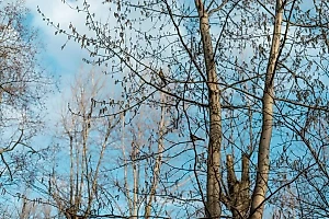 Синоптик пообещал москвичам наступление весны после середины марта