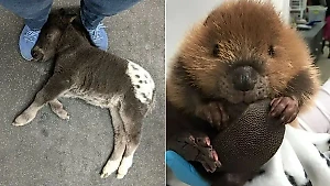 10 фото пушистиков, которые доказывают, что не только кошечки да собачки бывают милыми