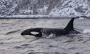 Зоозащитник раскрыл, что ждёт попавших в ледяную ловушку косаток