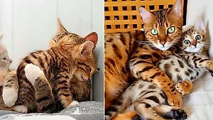 Утоните в нежности, глядя на эти ласковые фото мам-кошек со своими детками