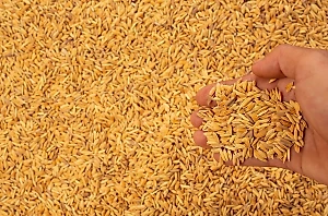 В Кремле оценили стремление Европы сгладить "зерновую победу" России