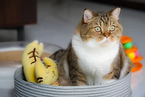 На популярные корма для кошек и собак снизят цены после вмешательства ФАС