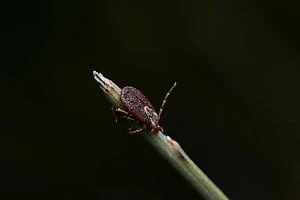 Биолог рассказала, как клещи находят своих "жертв"