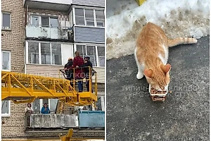 Россиянка полезла снимать кота с дерева, а в итоге пришлось спасать её саму