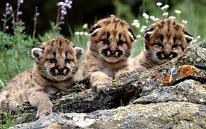 Иван Айвазовский — знаменитый художник-маринист (родился в 1817 году)