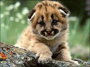 Дикие животные