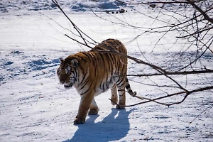 В Приамурье тигр загрыз двух собак