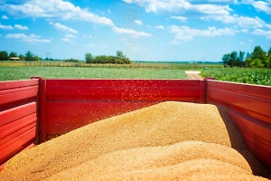 Россия вводит временный запрет на экспорт пшеницы для стабилизации цен